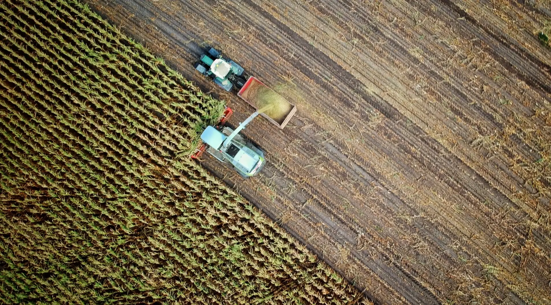 An aerial view of an agriculture combine harvester in a corn field.